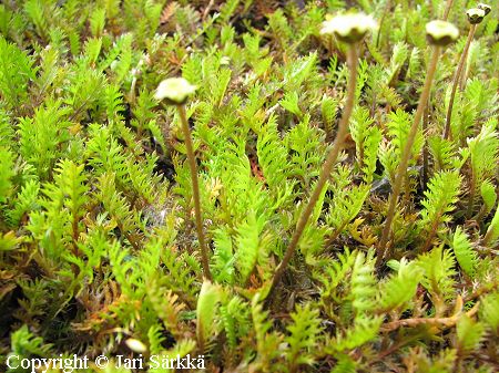 Leptinella squalida, peittosaumayrtti